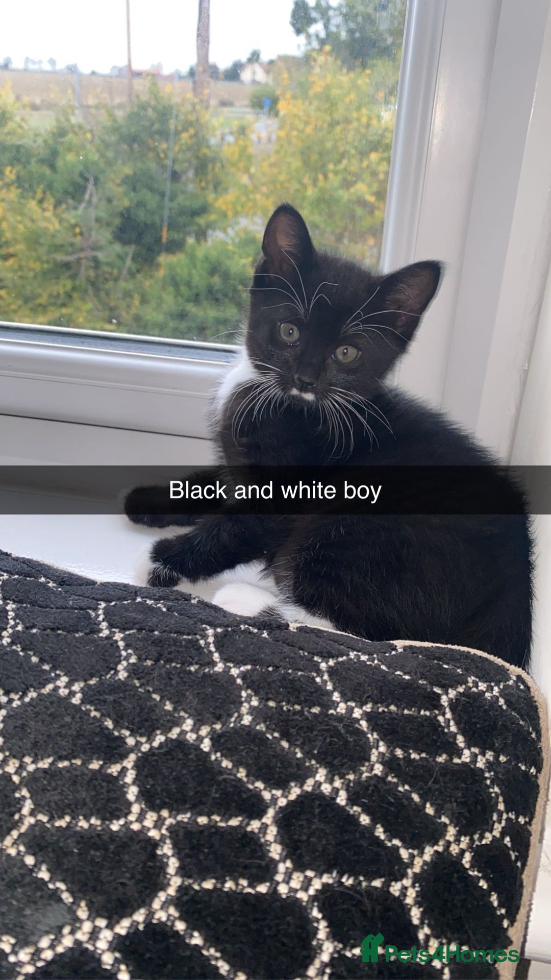 Domestic Shorthair cats for sale: Beautiful black and white and black kittens  - Image 1