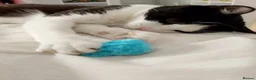 Domestic Shorthair cats for sale: Adorable Jake - Advert 8
