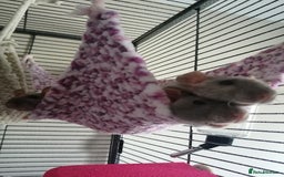 Rat rodents for sale: 4 hairless female rats  - Advert 3