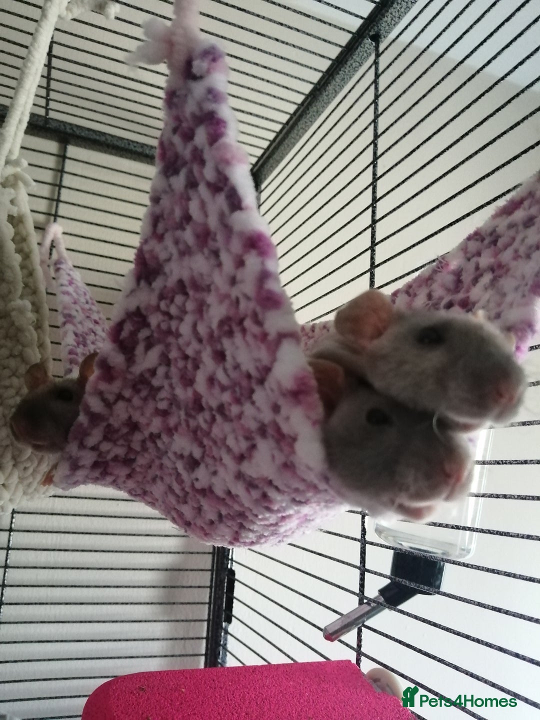 Rat rodents for sale: 4 hairless female rats  - Advert 3