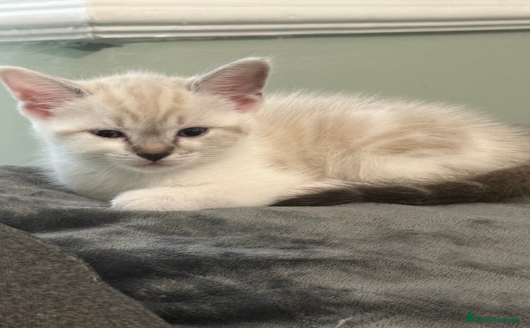 Mixed Breed cats - Advert 11