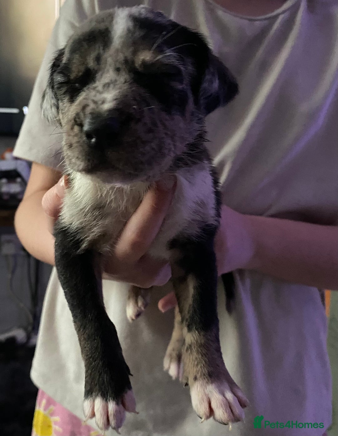 Mixed Breed dogs for sale: Cane corso x  - Image 9