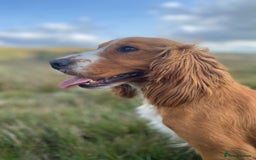 Cocker Spaniel dogs for sale: Cocker Spaniel Puppies  - Advert 7