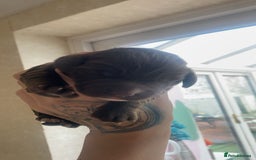 Sprocker dogs for sale: Healthy Springer Spaniel Pups  - Advert 3