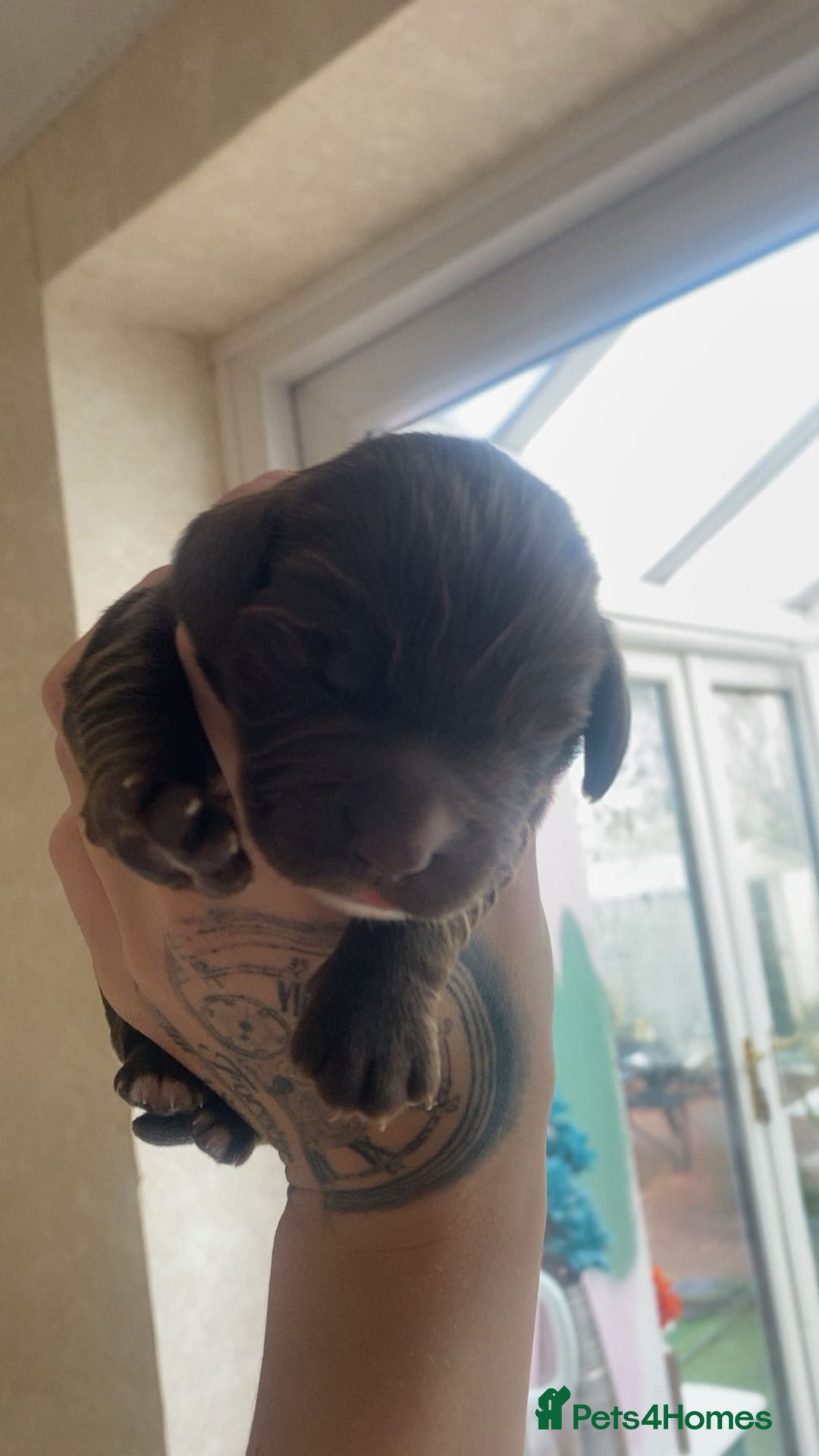 Sprocker dogs for sale: Healthy Springer Spaniel Pups  - Advert 3