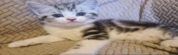British Shorthair cats for sale: British Shorthair Cross Kittens - Advert 14