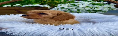 Cavapoo 4