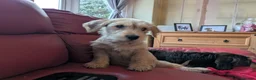 Dachshund dogs for sale: Wire Haired dachunds - Advert 10