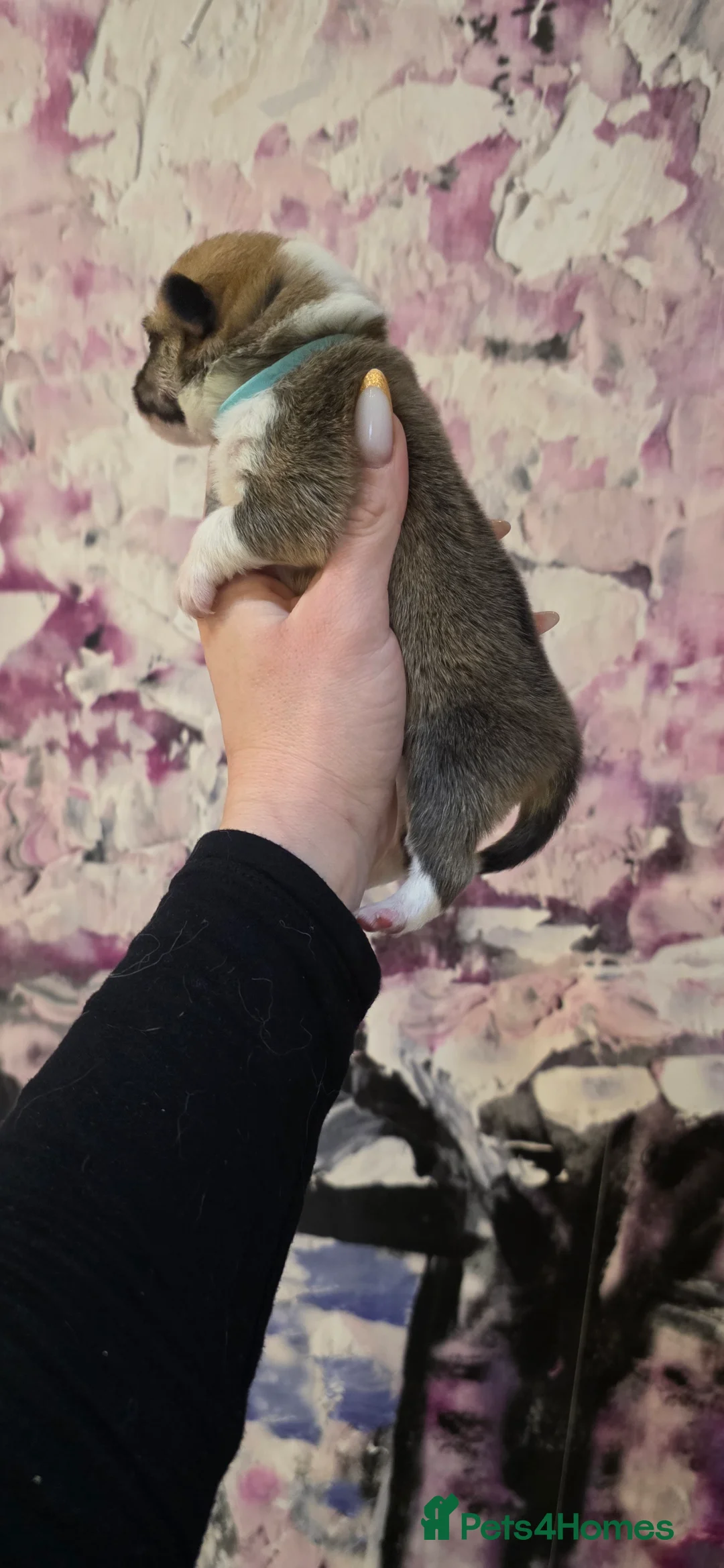 Welsh Corgi Pembroke dogs for sale: Outstanding Welsh Pembroke Corgi Puppies - Advert 10