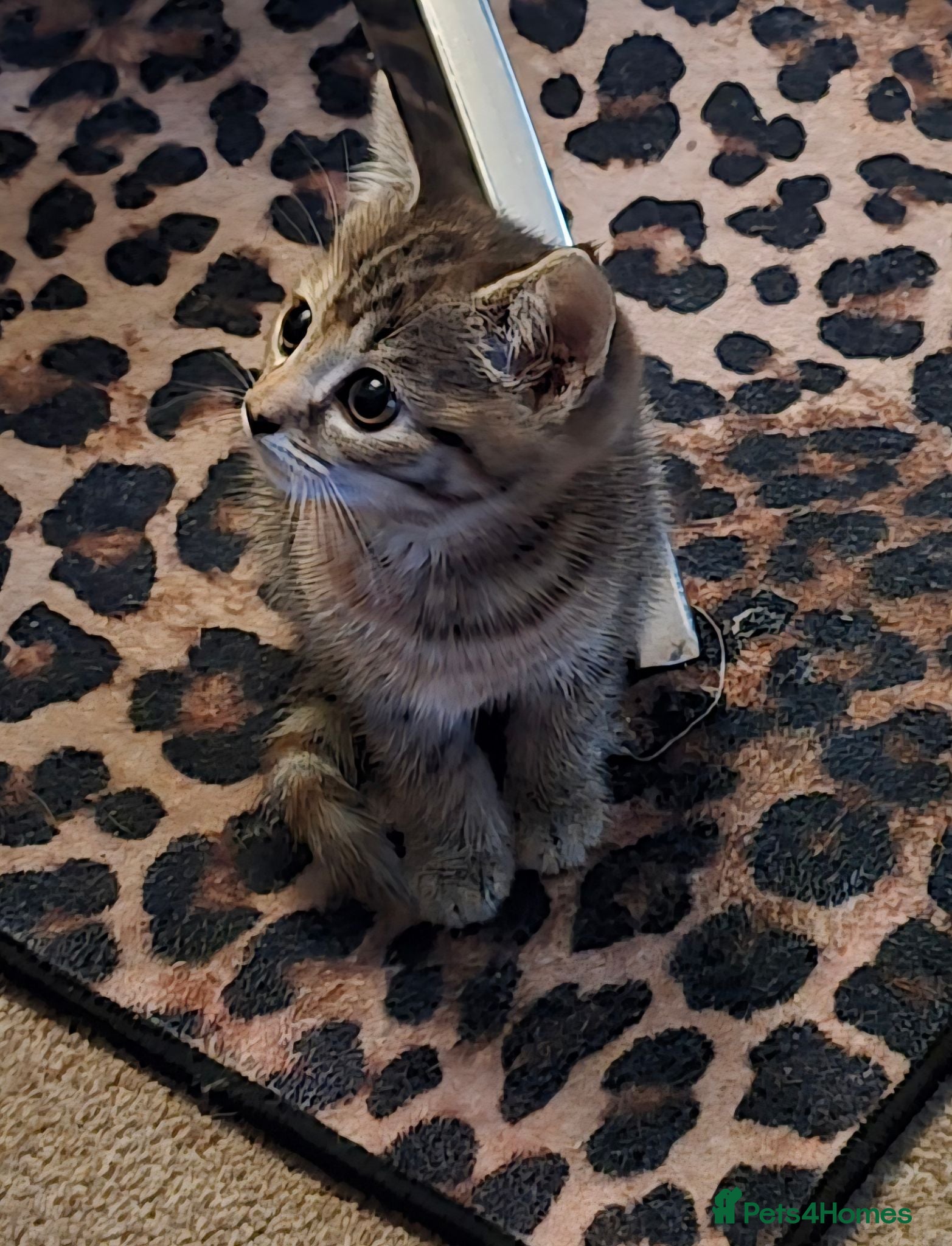 Mixed Breed cats Adorable Tabby Kitten - Advert 5