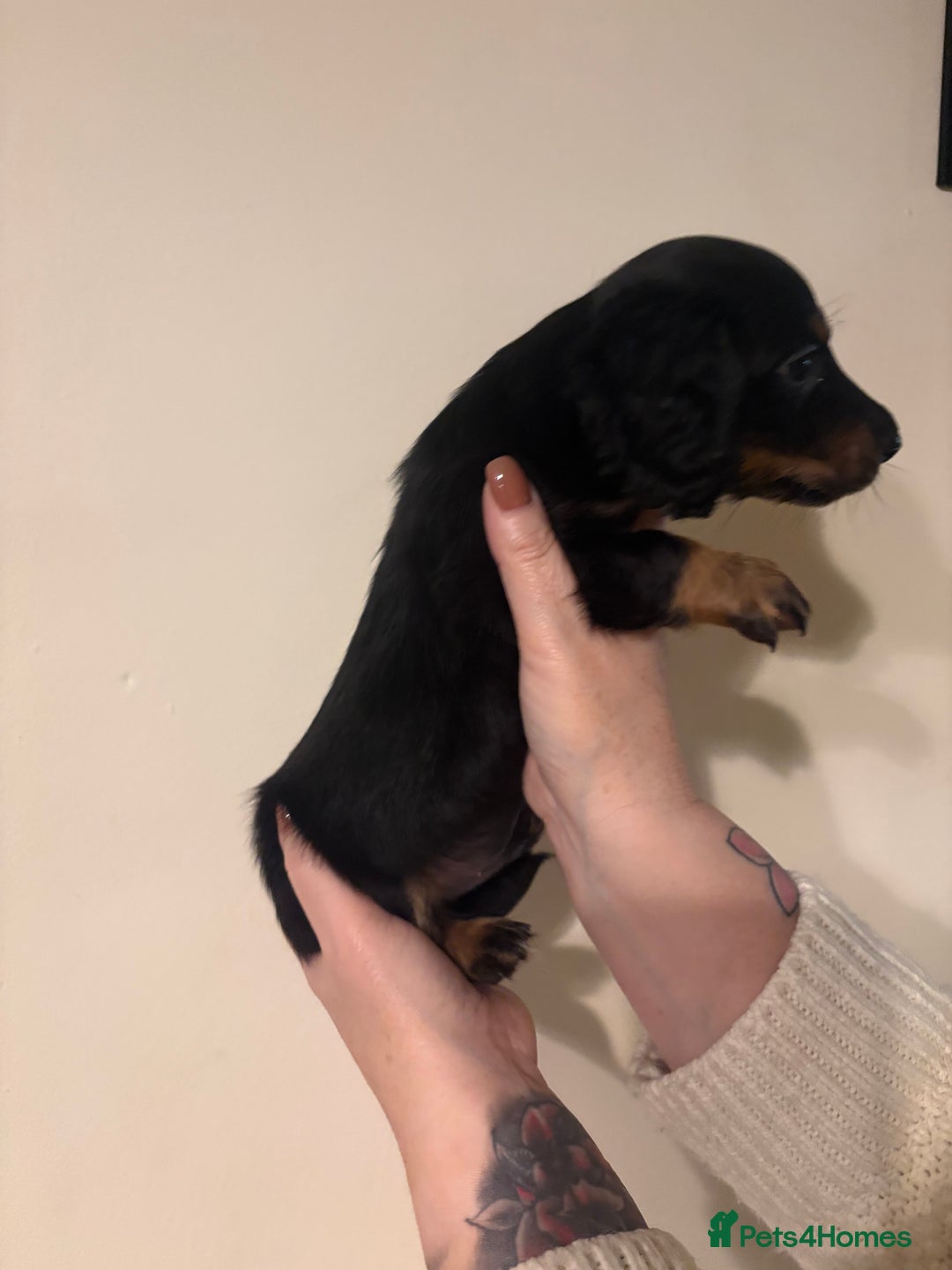 Dachshund dogs for sale: Miniature long haired dachshunds - Advert 14