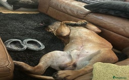 Bullmastiff dogs for sale: Bullmastiff Male for adoption - Advert 3