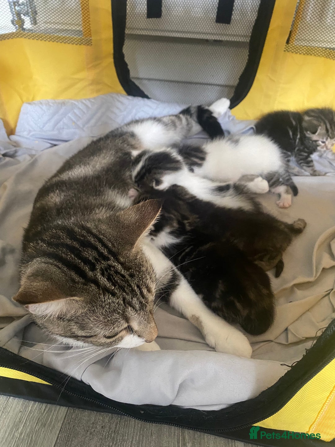 British Shorthair cats for sale: 4 kittens for sale  - Image 25
