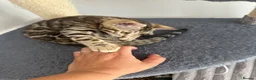 Bengal cats for sale: Bengal kittens for sale - Advert 30