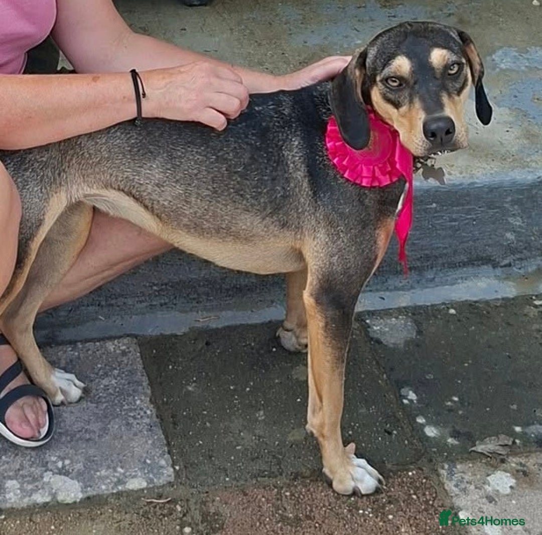 Mixed Breed dogs for adoption: FREYA - 18 Months Old, Hound Mix Girl - Image 7
