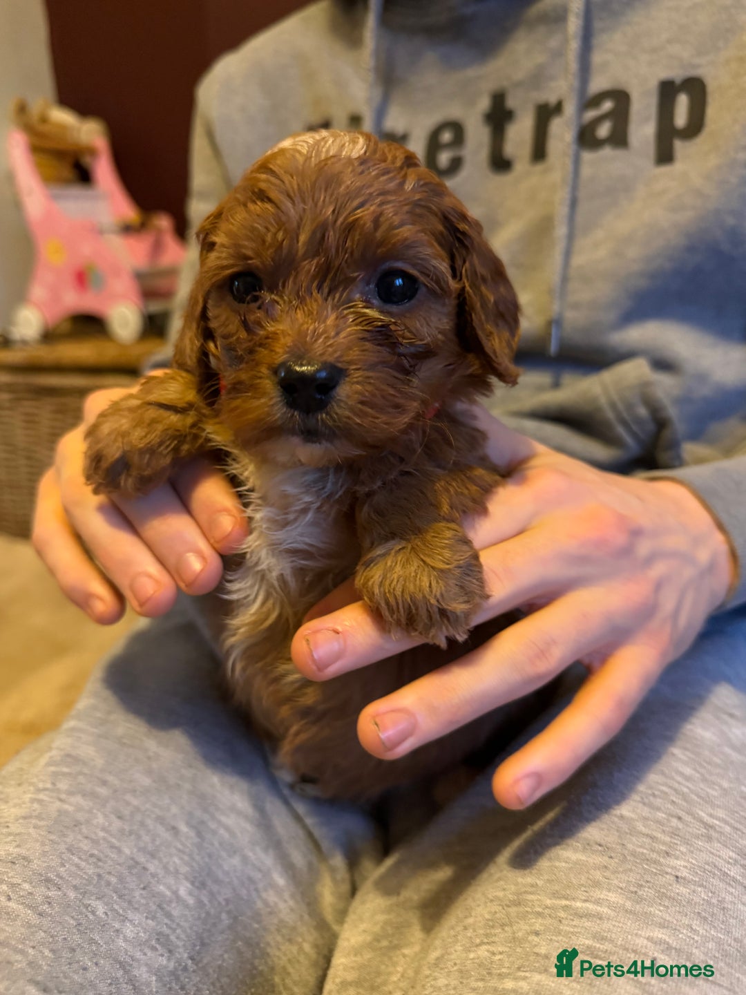 Cockapoo dogs for sale: Cockatoo puppies - Advert 16