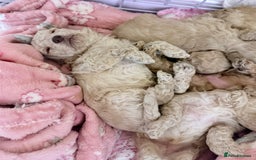 Miniature Poodle dogs for sale: Miniature Pedigree Poodles  - Advert 3