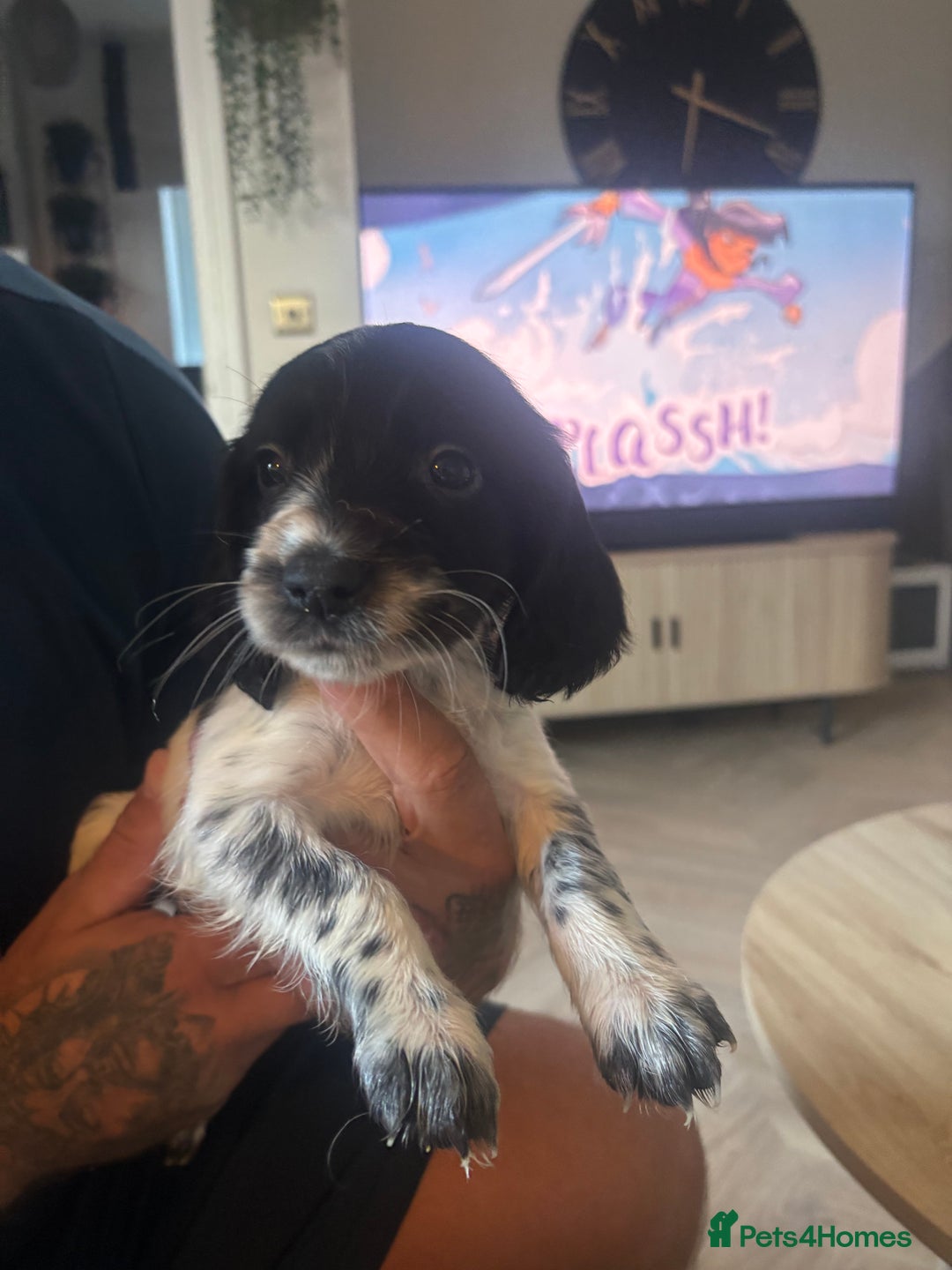 Sprocker dogs for sale: Sprocker puppies  - Image 26