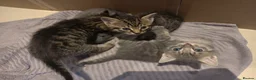 Mixed Breed cats for sale: 4 Beautiful Male Kittens Ready 15th May - Advert 10