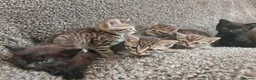 Mixed Breed cats for sale: Kittens for sale  - Advert 27