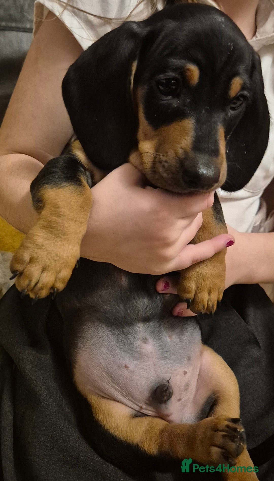 Dachshund dogs for sale: Miniature Dachshund puppies ready for forever home - Advert 9