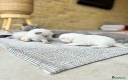 British Shorthair cats for sale: PEDIGREE BRITISH SHORTHAIR KITTENS COLOURPOINT - Image 8