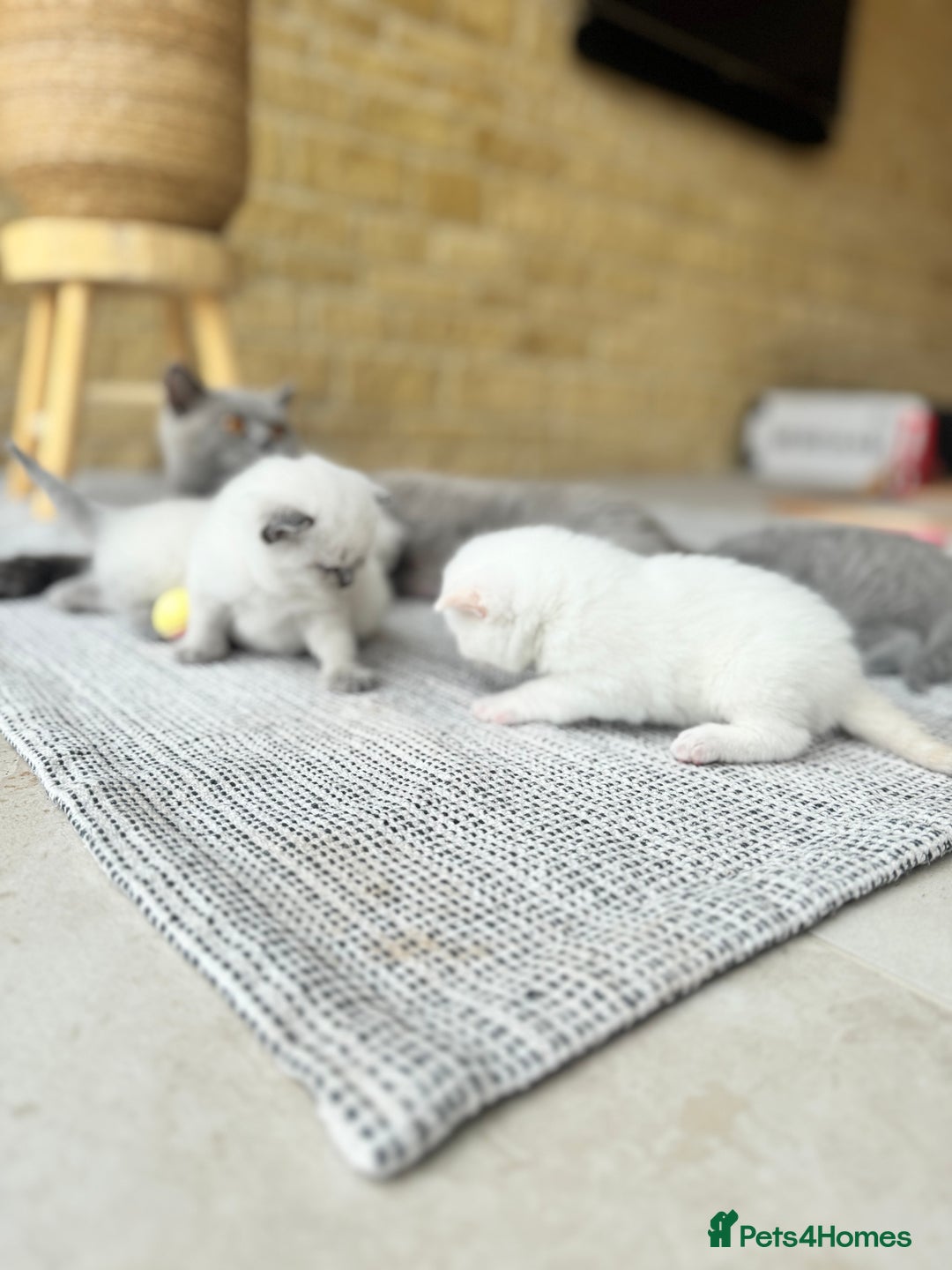 British Shorthair cats for sale: PEDIGREE BRITISH SHORTHAIR KITTENS COLOURPOINT - Image 8