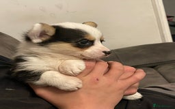 Welsh Corgi Pembroke dogs for sale: Beautiful Welsh Corgi Pembroke girls  - Advert 8