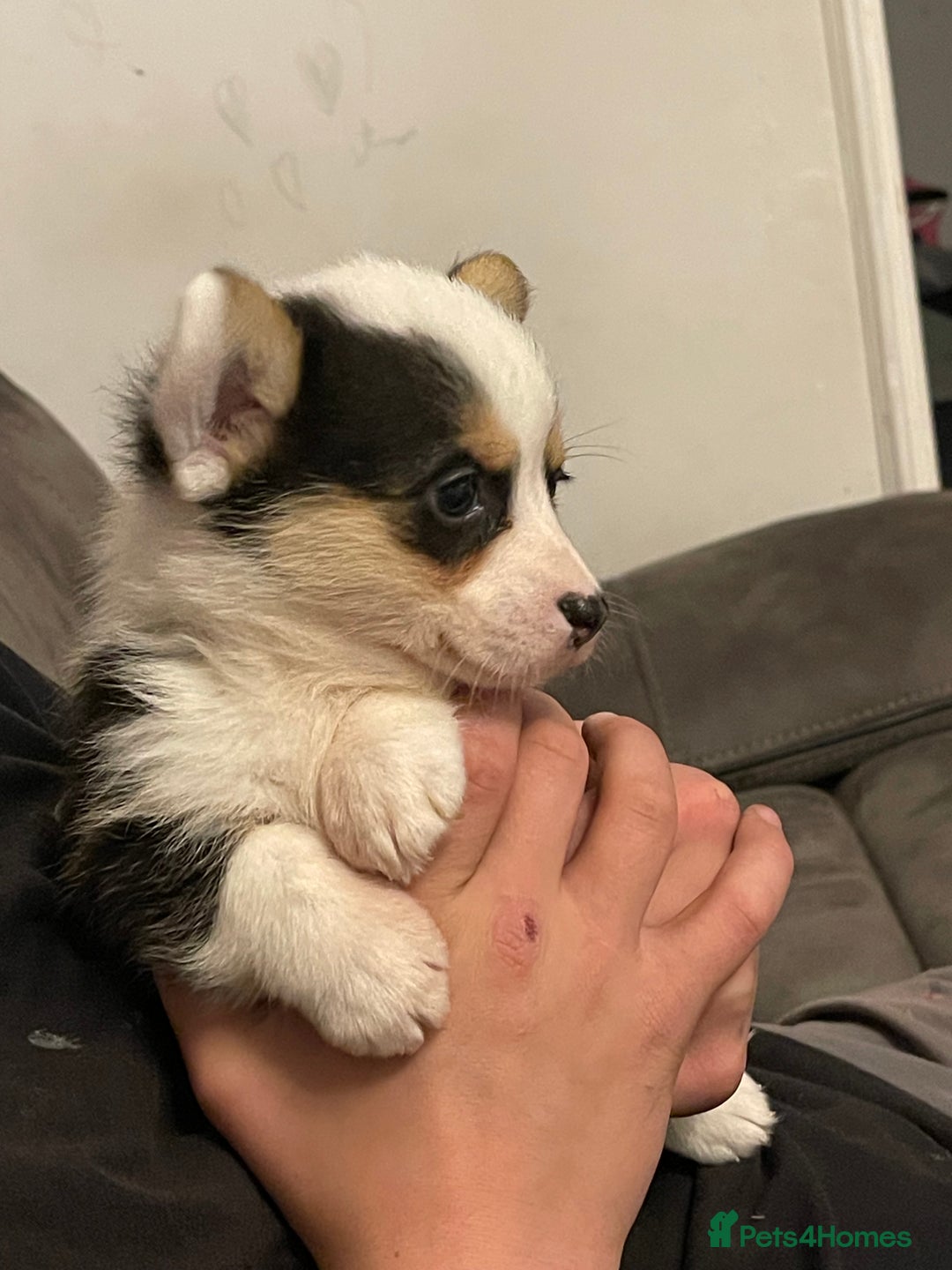 Welsh Corgi Pembroke dogs for sale: Beautiful Welsh Corgi Pembroke girls  - Advert 8