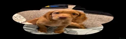 Cocker Spaniel dogs for sale: KC Registered Working Cocker Spaniels - Advert 4