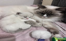 Ragdoll cats for sale: Beautiful Blue Tabby Ragdoll Fur Babies  - Image 21