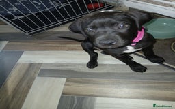 Staffordshire Bull Terrier dogs for sale: Staffordshire bull terror puppies  in London - Image 29