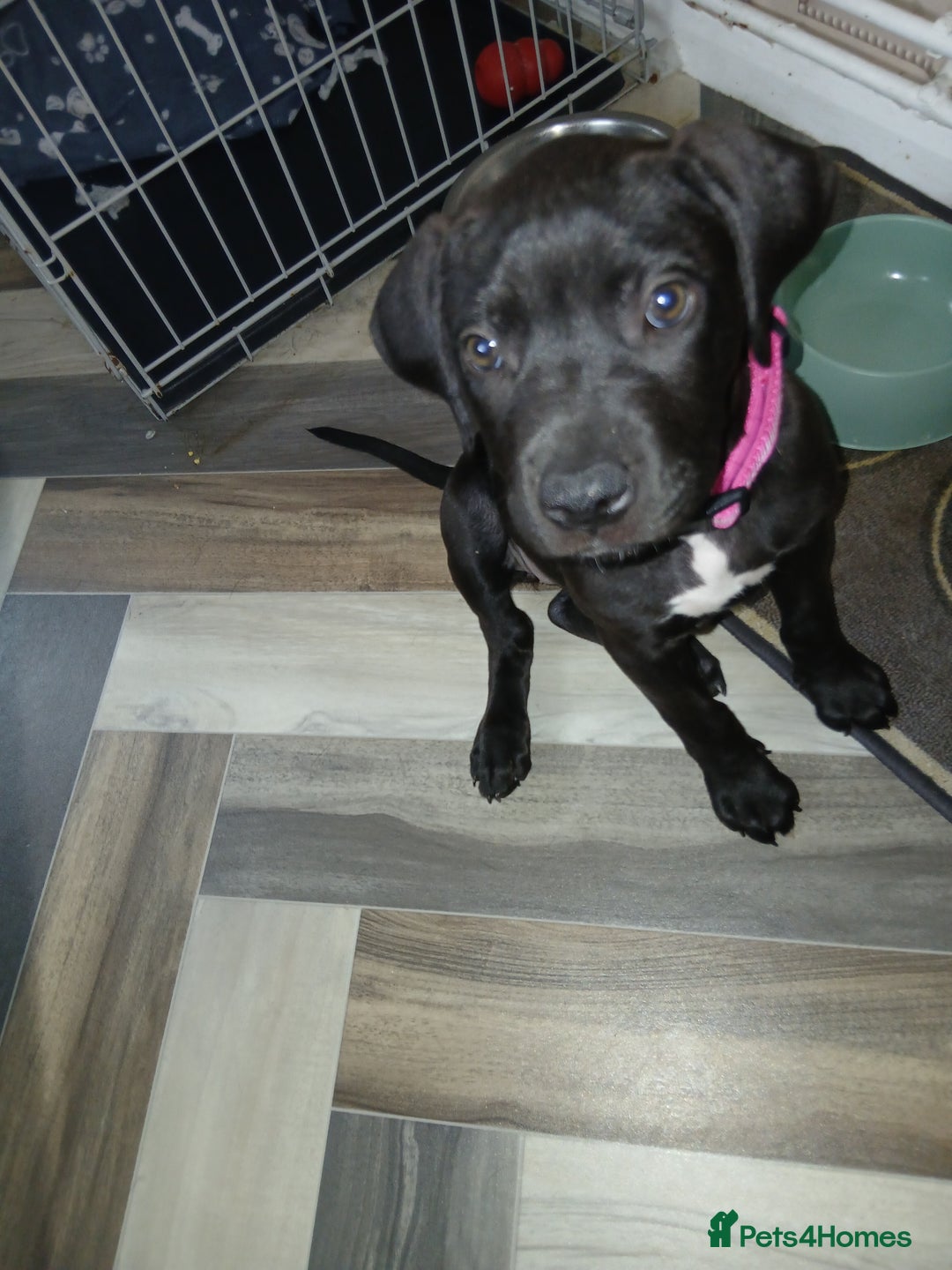 Staffordshire Bull Terrier dogs for sale: Staffordshire bull terror puppies  in London - Image 29