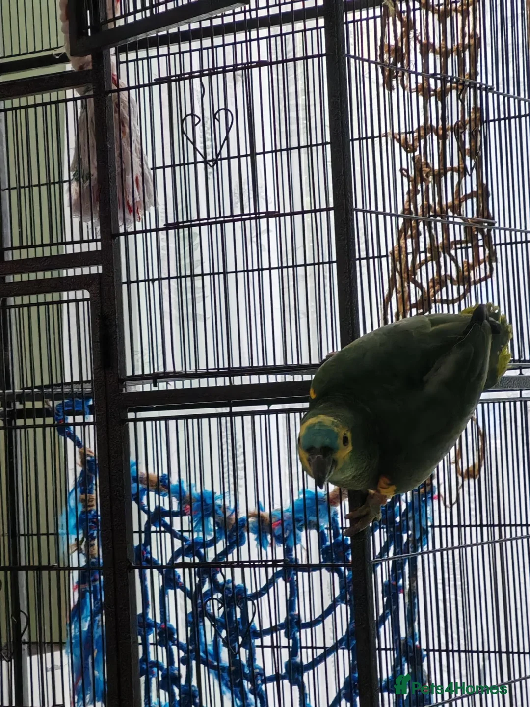 Parrots birds for sale: Amazon parrot Franco - Advert 2