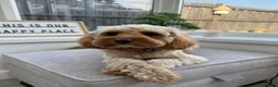 Cavapoo dogs for adoption: BEAR FOSTER TO ADOPT-Cornwall/Devon/SomersetBorder - Advert 16