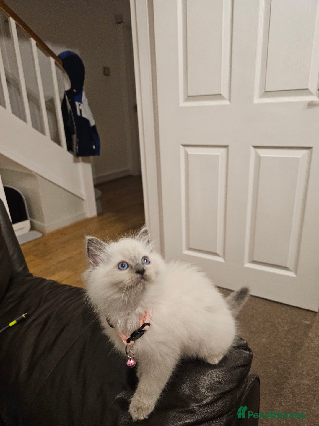 Ragdoll cats for sale: Ragdoll kittens 100% pure - Advert 4