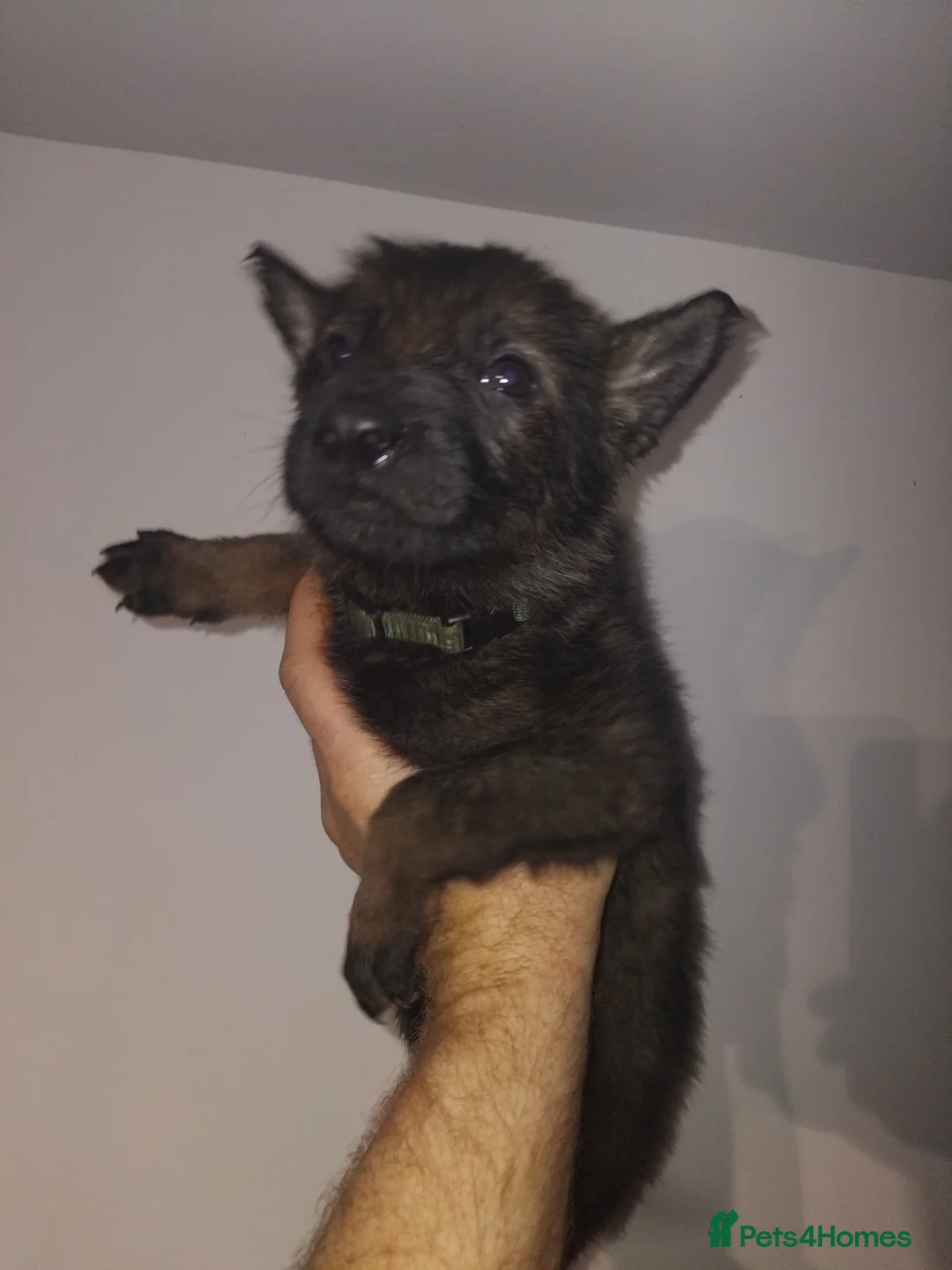 German Shepherd dogs for sale: Exceptional GSD Kc Czech working line  - Advert 27