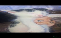 Mixed Breed cats for sale: kittens for sale  - Image 11