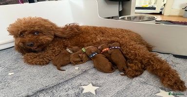 Miniature Poodle dogs - Advert 1
