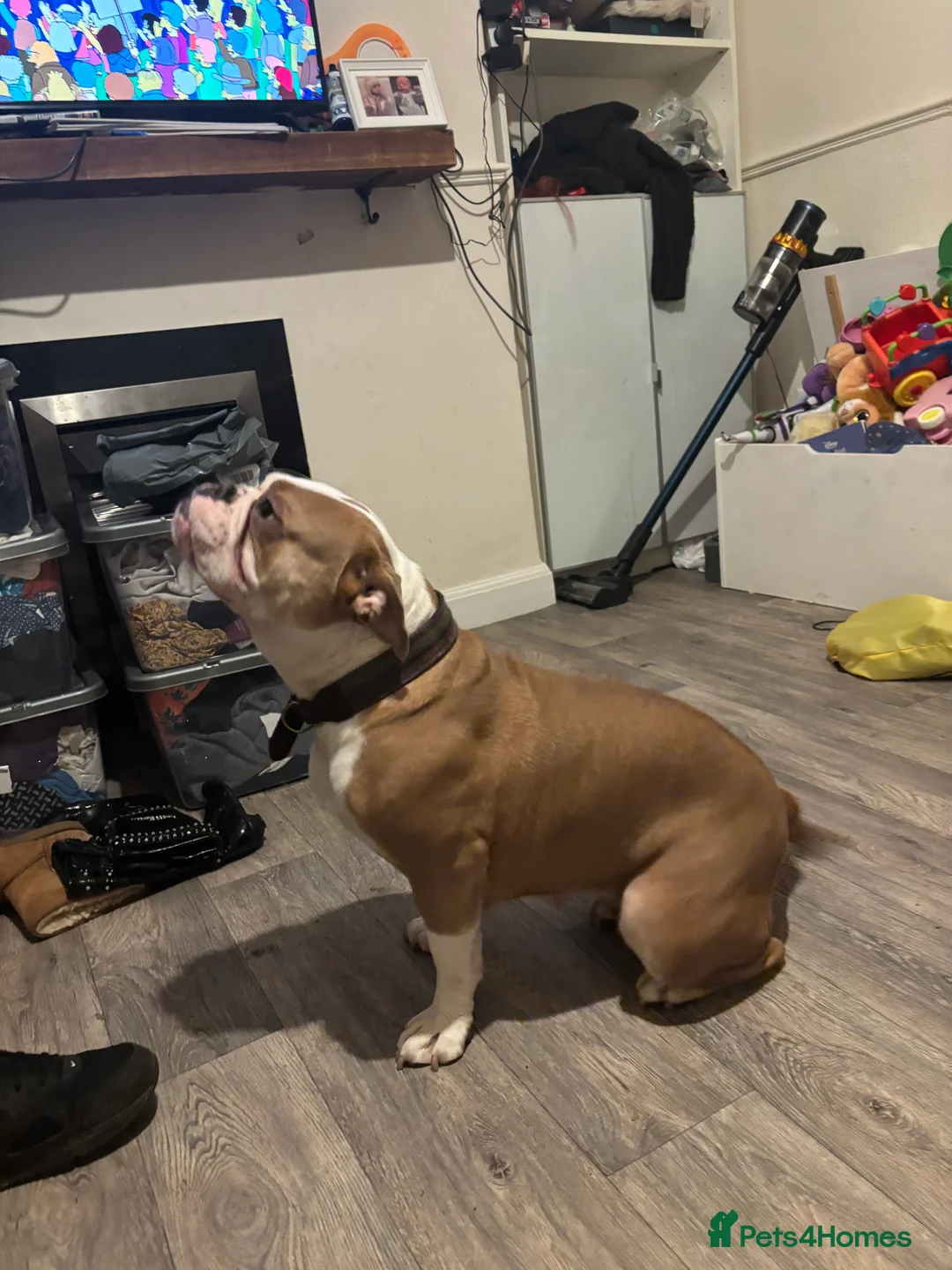 Dorset Olde Tyme Bulldogge dogs for sale: Rosie for rehoming  in Houghton le Spring - Advert 4