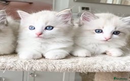 Ragdoll cats for sale: INDOOR TWO MALE GCCF REGISTERED RAGDOLL KITTENS - Image 13