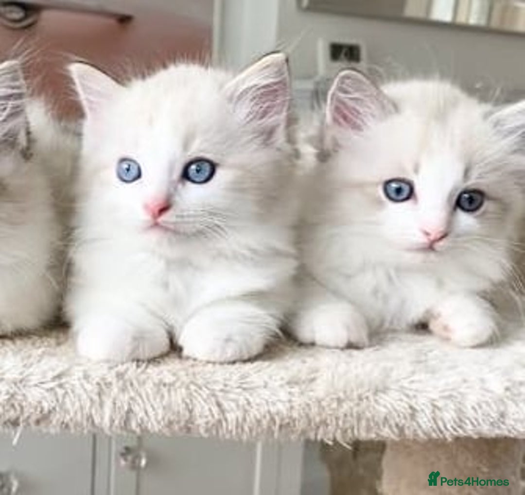 Ragdoll cats for sale: INDOOR TWO MALE GCCF REGISTERED RAGDOLL KITTENS - Image 13