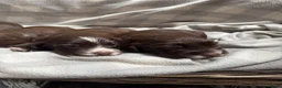 Sprocker dogs for sale: Sprocker puppies  in Dalry - Advert 6