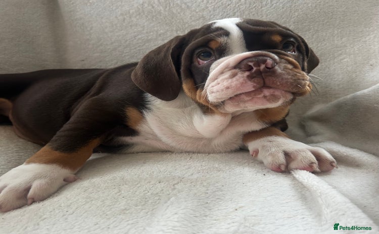 English Bulldog dogs - Advert 1