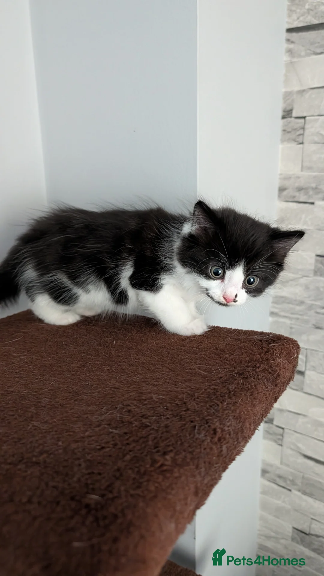 Domestic Shorthair cats for sale: Kittens - Advert 2