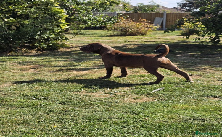 Cane Corso dogs - Advert 1