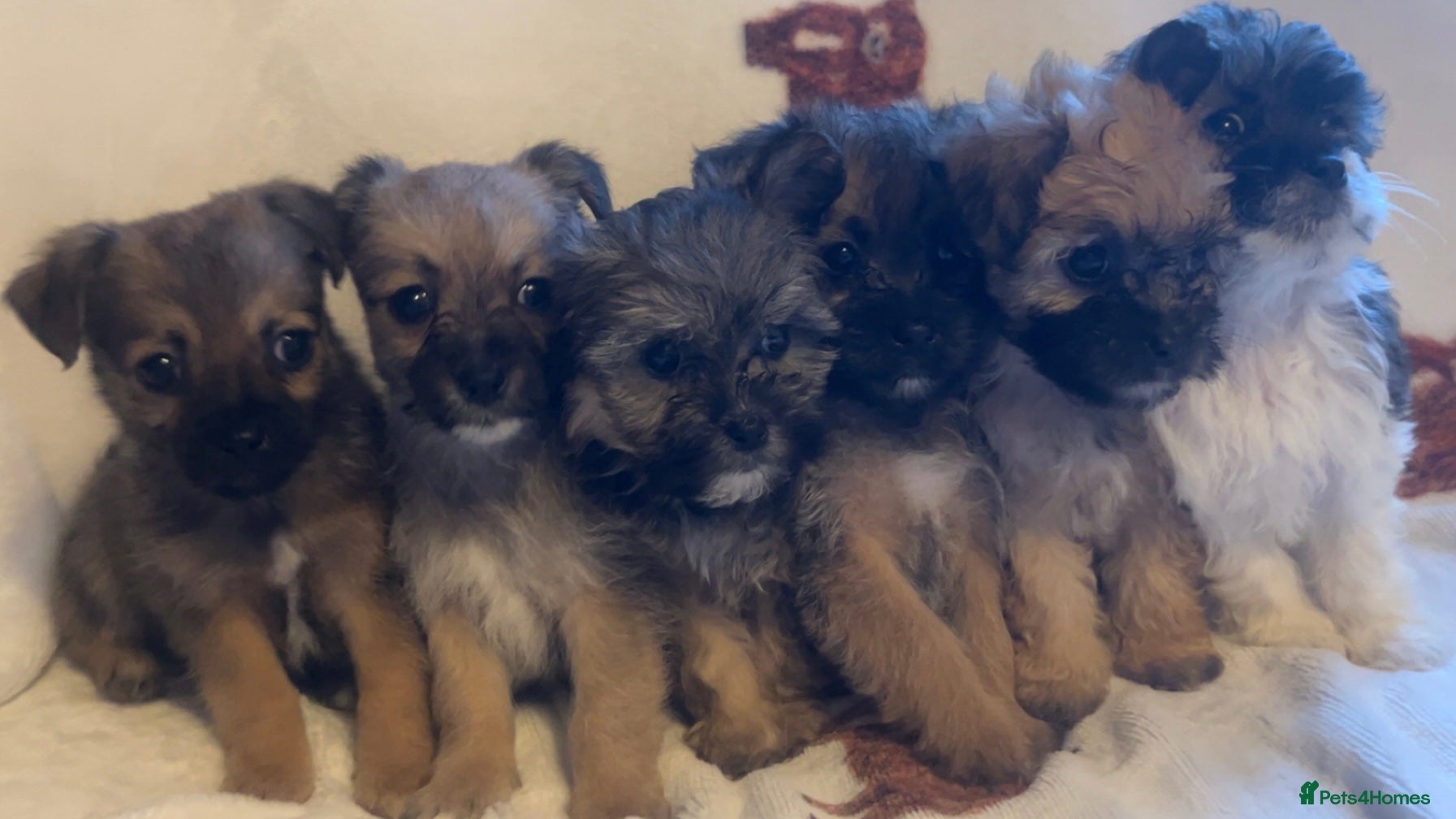 Shihpoo dogs Shihpoos  - Advert 2