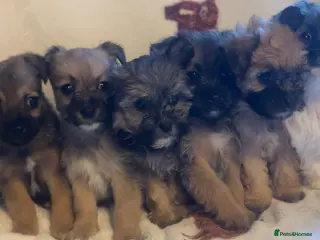 Shihpoo dogs Shihpoos - Advert 2