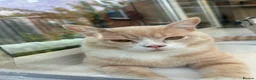 Mixed Breed cats for sale: British shorthair and Maine coon mixed bread  - Advert 4