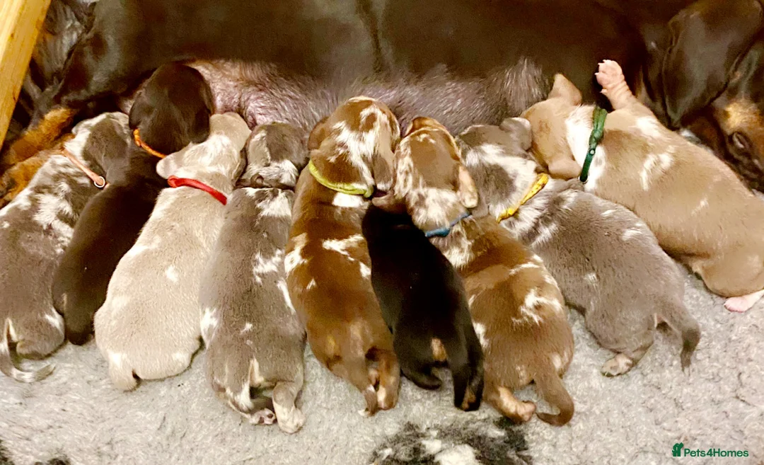 Miniature Dachshund dogs for stud: Isabella & Cream Dapple Miniature Dachshund Stud in Doncaster - Advert 5